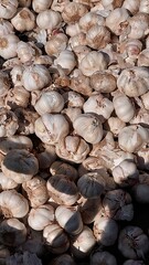 Heap of Garlic Bulbs: Culinary Ingredient