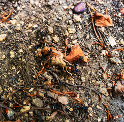 Ants eat the caterpillar. Possibly Formica rufa. Sikhote Alin oak Forests, Russian Far East