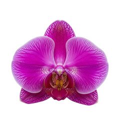 Vibrant pink orchid flower bloom isolated on transparent background for floral design