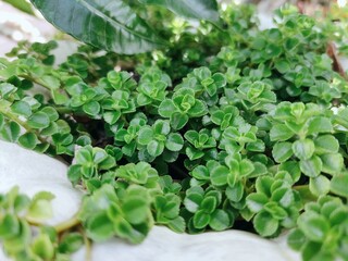 Lush Green Creeping Jenny Plant in White Container