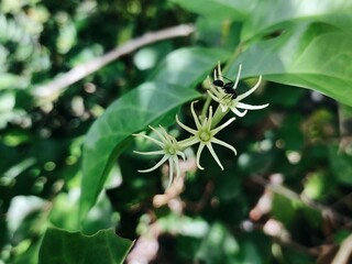 Delicate Star Flowers with Green Leaves and Ant