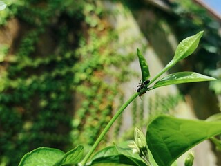 Green Leaf Bud with Insect Detail