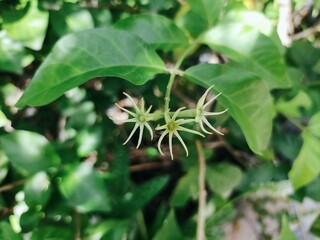 Strophanthus Boivinii Blossom: Botanical Close-Up
