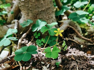Wood Sorrel and Tree Root