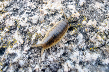 Slater Ligia cinerascens. Crustaceans Arthropod wood lice (Oniscidae) live in abundance on the coastal rocks and supralittoral zone. Sea of Japan. Siberian coast. Russian Far East
