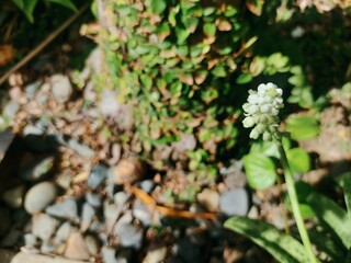White Grape Hyacinth Bloom in Garden