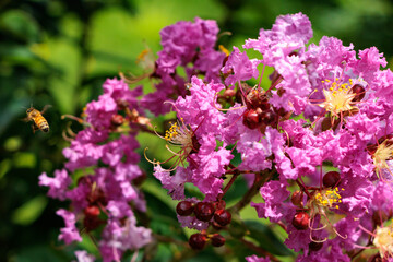 鮮やかなピンク色の雨に濡れた百日紅