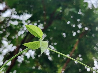 Ascending Vine: New Growth Against Blurred Green Canopy