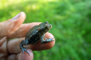 Asiatic common toad (Bufo gargarizans, young) in wet meadow of Sakhalin Island, coast of Sea of Japan, Russia