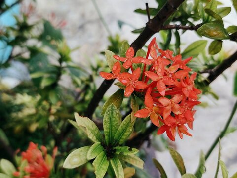Ixora Bloom: Tropical Red Flowers in Natural Light