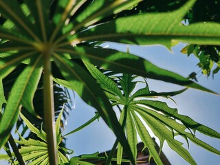Starburst Leaves Against Sky