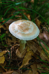 森の中で見つけた大きなキノコ