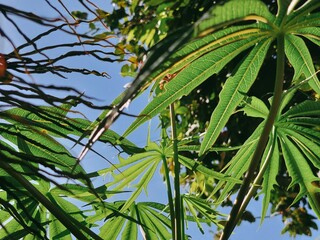 Canopy View: Lush Green Leaves Against Blue Sky
