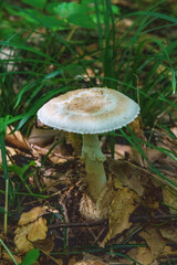 森の中で見つけた大きなキノコ