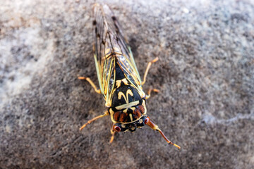 Mountain cicada (Cicadetta montana, male) (Cicadidae, Hemiptera) on slopes of seaside forest hills. Sakhalin, Far eastern population. Shrilling was venerated by ancient Greeks, but detested by Virgil