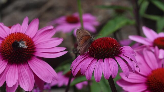 maniola jurtina gatekeeper butterfly and red-tailed bumblebee Bombus lapidarius on echinacea blossom