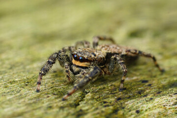 Macro photograph showcasing a fuzzy jumping spider perched on a textured wooden surface, highlighting its intricate details and vibrant eyes.