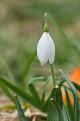 Elegant snowdrop blossom, a delicate promise of spring against a soft green backdrop. Pure white...