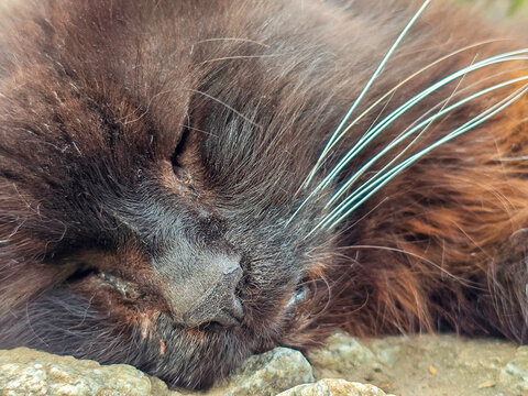 Close-up of a sleeping long-haired black cat with prominent white whiskers resting on rocks. - Powered by Adobe
