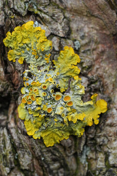 Close-up of yellow lichen growing on tree bark, showcasing texture and natural patterns in nature. Beauty in the details of the forest.