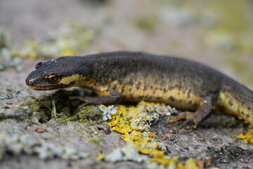 Close up of a motionless newt resting on a textured surface, blending shades of grey, green and yellow in a natural habitat.