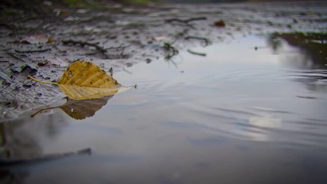 Autumn Still Life: Fallen Leaf Floating in Puddle with Gentle Ripples and Reflections in Nature