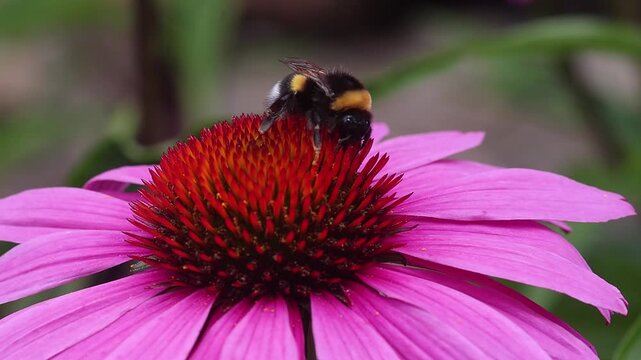 short clip of a white-tailed bumblebee bombus magnus on a echinacea purpurea pink cornflower blossom