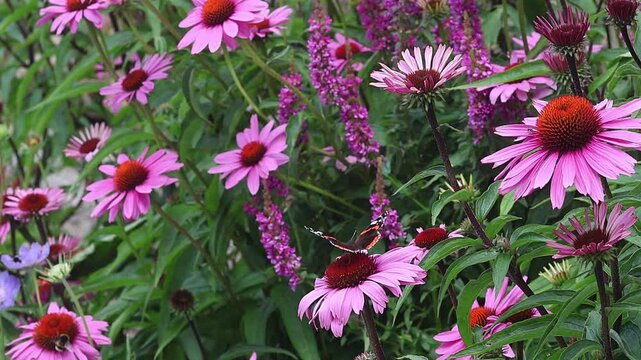 short clip of a red admiral vanessa atalanta on a echinacea purpurea pink cornflower blossom