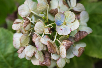 季節外れの枯れた紫陽花