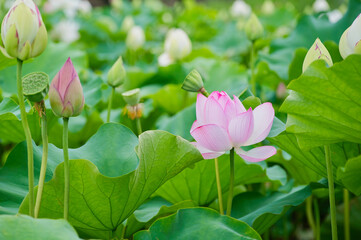池の美しい桃色の蓮の花