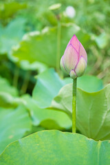 ピンク色の蓮の花の蕾と葉
