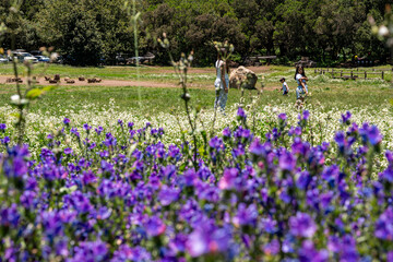 A group of people are walking through a field of purple flowers. Scene is peaceful and serene, as the people are surrounded by the beauty of nature