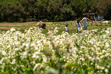 A family is playing in a field of white flowers. The mother and daughter are running, while the little boy is standing. The scene is peaceful and joyful