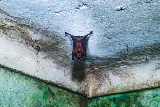 The Indian Roundleaf Bat or Large Ceylon Leaf-nosed Bat, is a reservoir host for the Nipah virus (NiV) discovered hanging face down from the ceiling of a house. COVID-19, SARS, MERS, and Ebola threat 