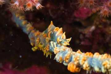Gorgonian Pandalid Shrimp in the Suruga Bay, Shizuoka, Japan