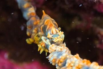 Gorgonian Pandalid Shrimp in the Suruga Bay, Shizuoka, Japan