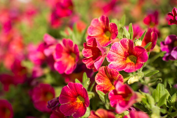 petunia (Petunia hybrida) flowers in the garden