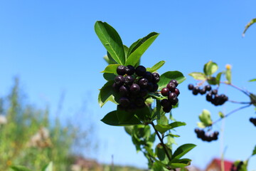 Black Chokeberry (Aronia melanocarpa) closeup