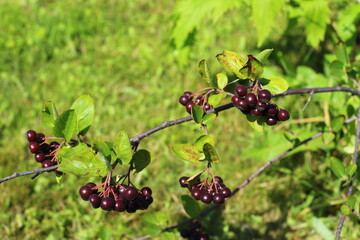Black Chokeberry (Aronia melanocarpa) closeup