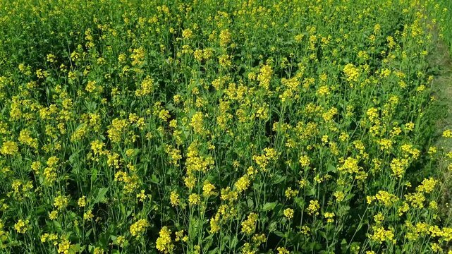 Beautiful agricultural mustard field swaying in the wind, mustard field videography