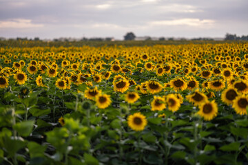 Obraz premium Blooming sunflower fields at heyday