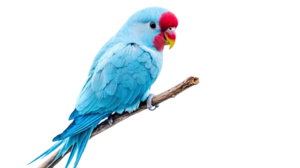 Fototapeten Papagei parrot isolated on transparent background  © Umaira