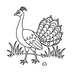 Fototapeta premium peacock walking on grass with feathers showin kids for colouring page