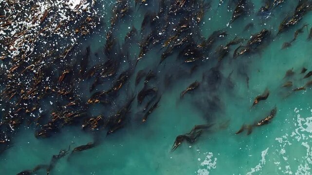 Aerial view of kelp forest in turquoise water, waves crashing. Illustrates ocean ecosystem, marine biology, and coastal environments in  Big Sur, California, USA