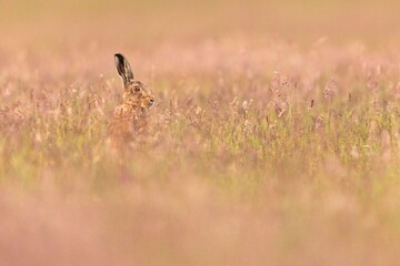 Hare in a field of tall grass.