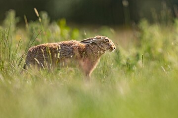 Brown hare in a grassy meadow.