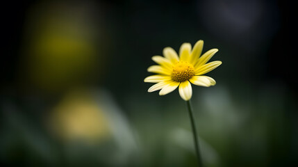 Delicate Yellow Daisy