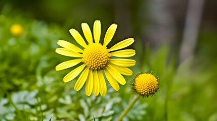 Delicate Yellow Daisy