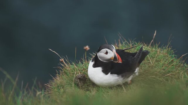 비에 젖은 절벽 위, 조용히 앉아 있는 퍼핀 떼 | 페로 제도 자연 다큐
| Soaked Puffins Resting on Rainy Cliffs | Faroe Islands Nature Documentary