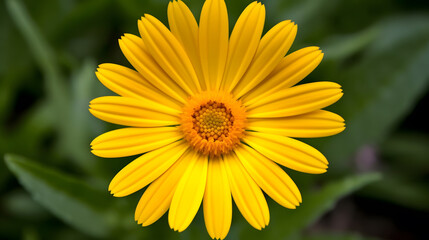 Obraz premium Natural Floral Photography